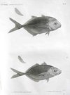FISH    POISSONS PL 23
