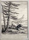 LE LION ET LE MOUCHERON