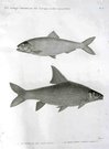 FISH   POISSONS PL 10