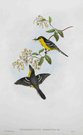 GOULD'S BIRDS  FLYCATCHERS  MACHAERIRHYNCHUS NIGRIPECTUS