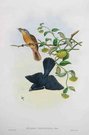 GOULD'S BIRDS  FLYCATCHERS   MYIAGRA CERVINICAUDA
