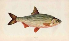 ROACH