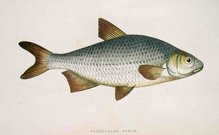 POMERANIAN BREAM