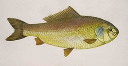 CARP   PRUSSIAN CARP