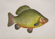CARP   CRUCIAN