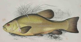 TENCH