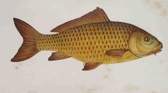 CARP