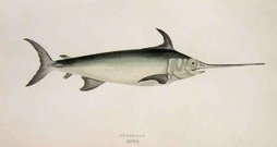 SWORDFISH