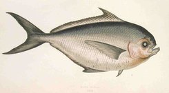 RAY'S BREAM