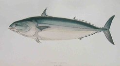 PLAIN BONITO