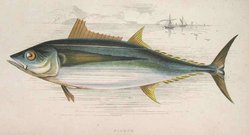 GERMAN   BONITO