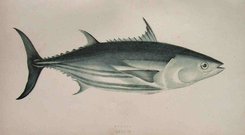 BONITO