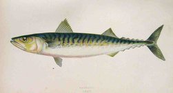 MACKEREL