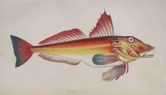 BLOCH'S GURNARD