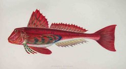 STREAKED GURNARD