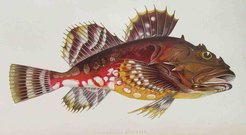 GREENLAND BULLHEAD