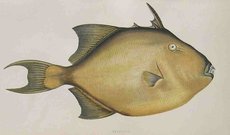 FILEFISH