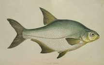 WHITE BREAM
