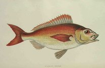 SPANISH BREAM