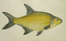 LAKE BREAM