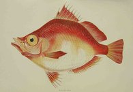 BOARFISH
