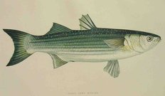 LESSER GREY MULLET