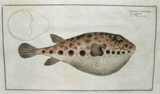 TETRODON SPENGLERI