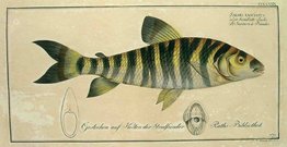 SALMON  SALMO FASCIATUS