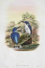 GOULD'S BIRDS   KINGFISHER   CEYX GENTIANA