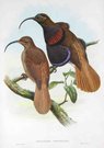 GOULD'S BIRDS    BENNET'S BIRD OF PARADISE        DREPANORNIS CERVINICAUDA