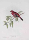 GOULD'S BIRDS    ROSY GROSBEAK    ERYTHROSPIZA ROSEA