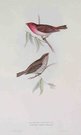 GOULD'S BIRDS    SCARLET GROSBEAK      ERYTHROSPIZA ERYTHRINA