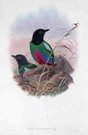  GOULD'S BIRDS    ROSENBERG'S PITTA           PITTA ROSENBERGH