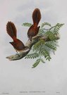 LONG-TAILED FANTAIL     RHIPIDURA OPISTHERYTHRA