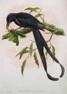 BIRD OF PARADISE   .  DICRANOSTREPTUS MEGARHYNCHUS