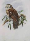   SALVADORI'S HAWK OWL      .   NINOX DIMORPHA