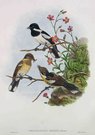  BRODIES FLYCATCHER       PIEZORHYNCHUS BRODIEI