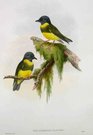 OLIVE-YELLOW ROBIN   .   POECILODRYAS PLACENS