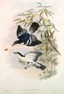  WHITE-BROWED TRILLER     .  LALAGE MOESTA