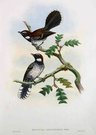  WHITE-BREASTED FANTAIL FLYCATCHER    .  RHIPIDURA LEUCOTHORAX SALVAD