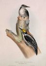 THREE TOED WOODPECKER   PICUS TRIDACTYLUS