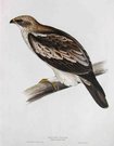 BOOTED EAGLE  AQUILA PENNATA