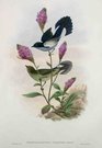  VERSTER'S FLOWER-PECKERPRISTORHAMPHUS VERSTERI