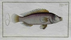 BLOCH FISH     LUTIANUS LINCKII   LE LINCK