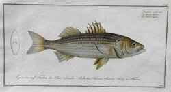 THE STRIPED BASS      SCIAENA LINEATA