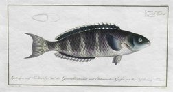  MOON WRASSE     LABRUS LUNARIS