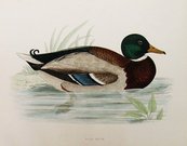 WILD DUCK