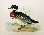 SUMMER DUCK