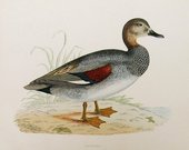 GADWALL  DUCK