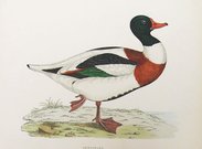 SHEILDRAKE   DUCK